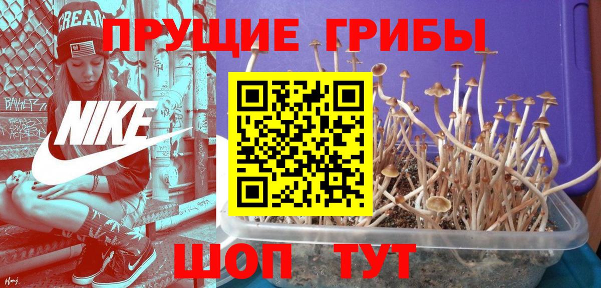 Псилоцибиновые грибы GOLDEN TEACHER  Вход с VPN  Стерлитамак 